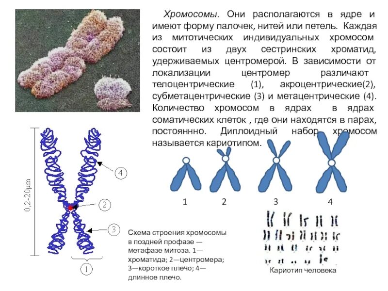 Какую форму имеет хромосома. Хромосомы их строение и функции. Строение и функции хромосом 11 класс. Хромосомы строение состав функции. Структурное строение хромосомы.
