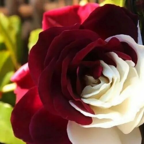 2016 New Blue Dragon Rose Seeds Rare Beautiful Stripe Rose Bush Plant Diy Home G