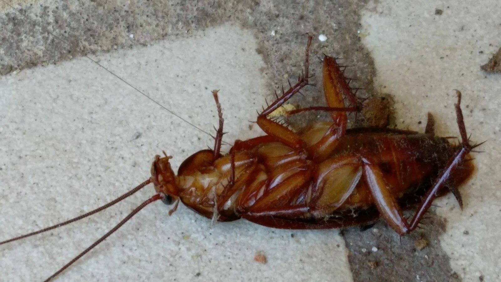 Cucaracha