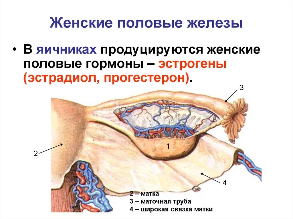 Как называют женскую железу