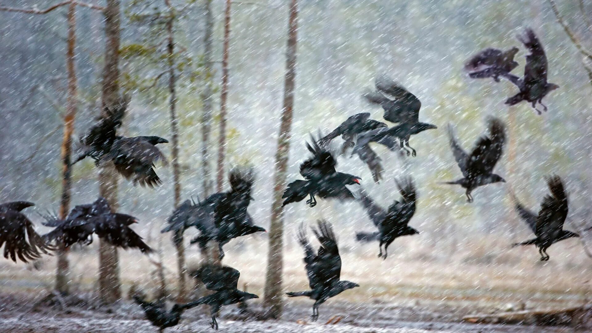 Черный ворон кружится. Оден скотт &quot;стая воронов&quot;. стая ворон. вороны стая. воронья стая.