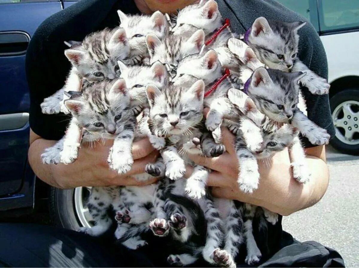 Включи самый лучший кот. Букет из котят. много котят. кот с букетом. много котят в руках.
