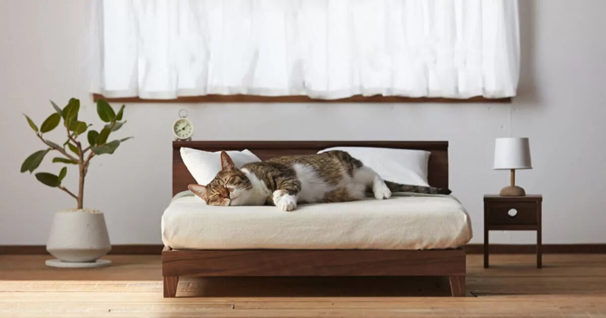 The cat is on the bed