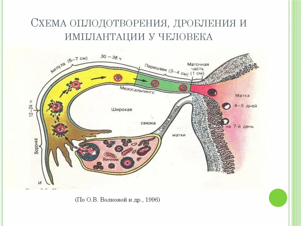 Как происходит оплодотворение кратко