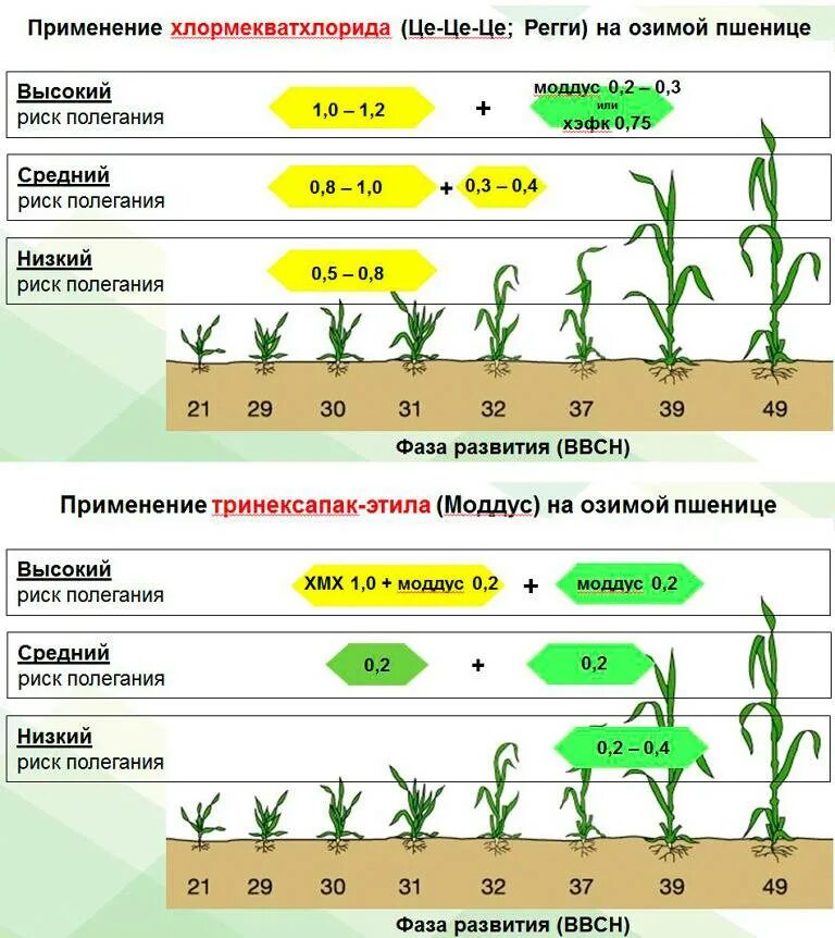 Влияние удобрений на урожайность. Фазы созревания озимой пшеницы. Схема развития озимой пшеницы. Фазы вегетации озимой пшеницы. Удобрение Яровой пшеницы схема.