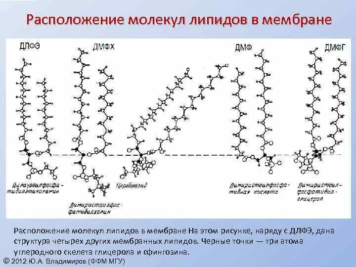 Строение молекулы липида в мембране. Строение простых липидов. Строение мембраны клетки . Липиды. Строение фосфолипидов в мембране.