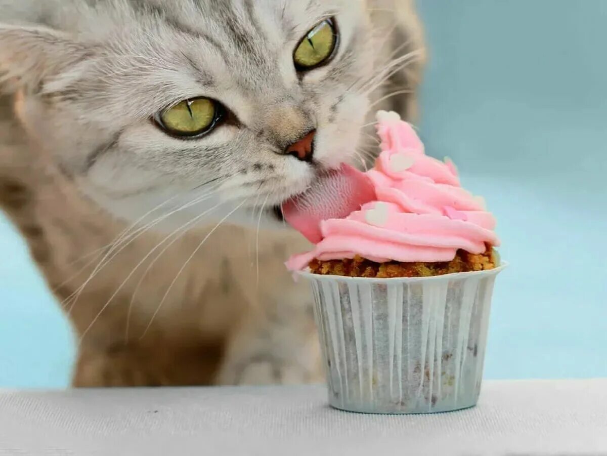 кошки и сладости. котенок мороженое. кошка есть мороженое. коты и мороженое. кошка мороженое.