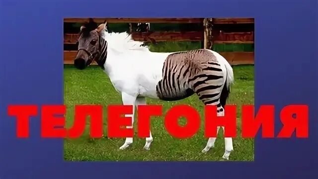 Эффект телегонии