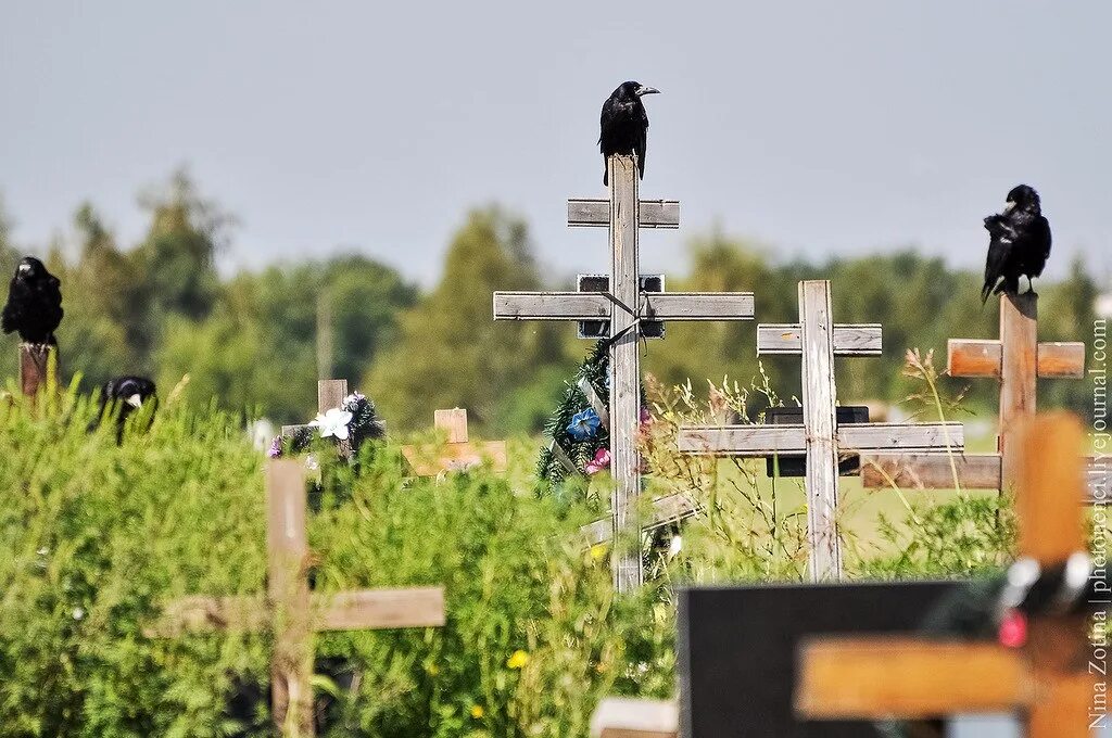 Ворона на кладбище. Птицы на кладбище. Черный ворон на кладбище. Ворон на кресте на кладбище. Почему вороны каркают ночью