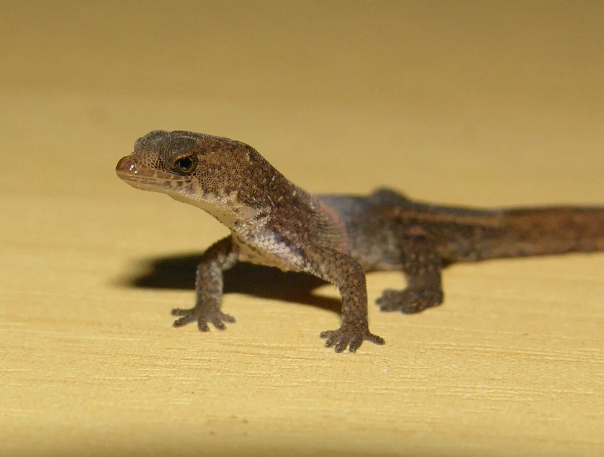 Карликовая ящерица. Sphaerodactylus ariasae (геккон). Карликовый геккон (Sphaerodactylus ariasae). Бразильский карликовый геккон. Виргинский круглопалый геккон.