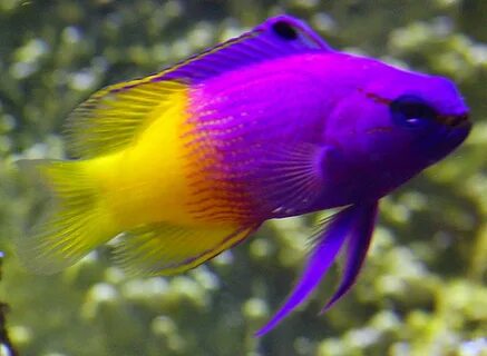 Colorful fish