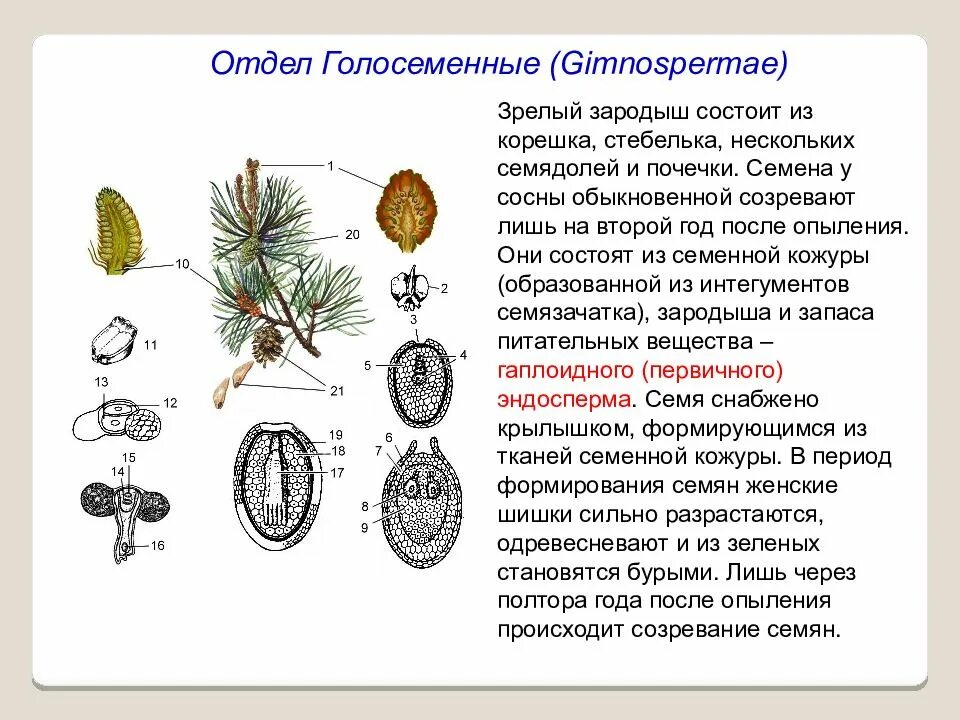 Семя образуется внутри. Семязачаток хвойных. развитие голосеменных растений схема. эндосперм голосеменных растений. эндосперм семени сосны обыкновенной:.