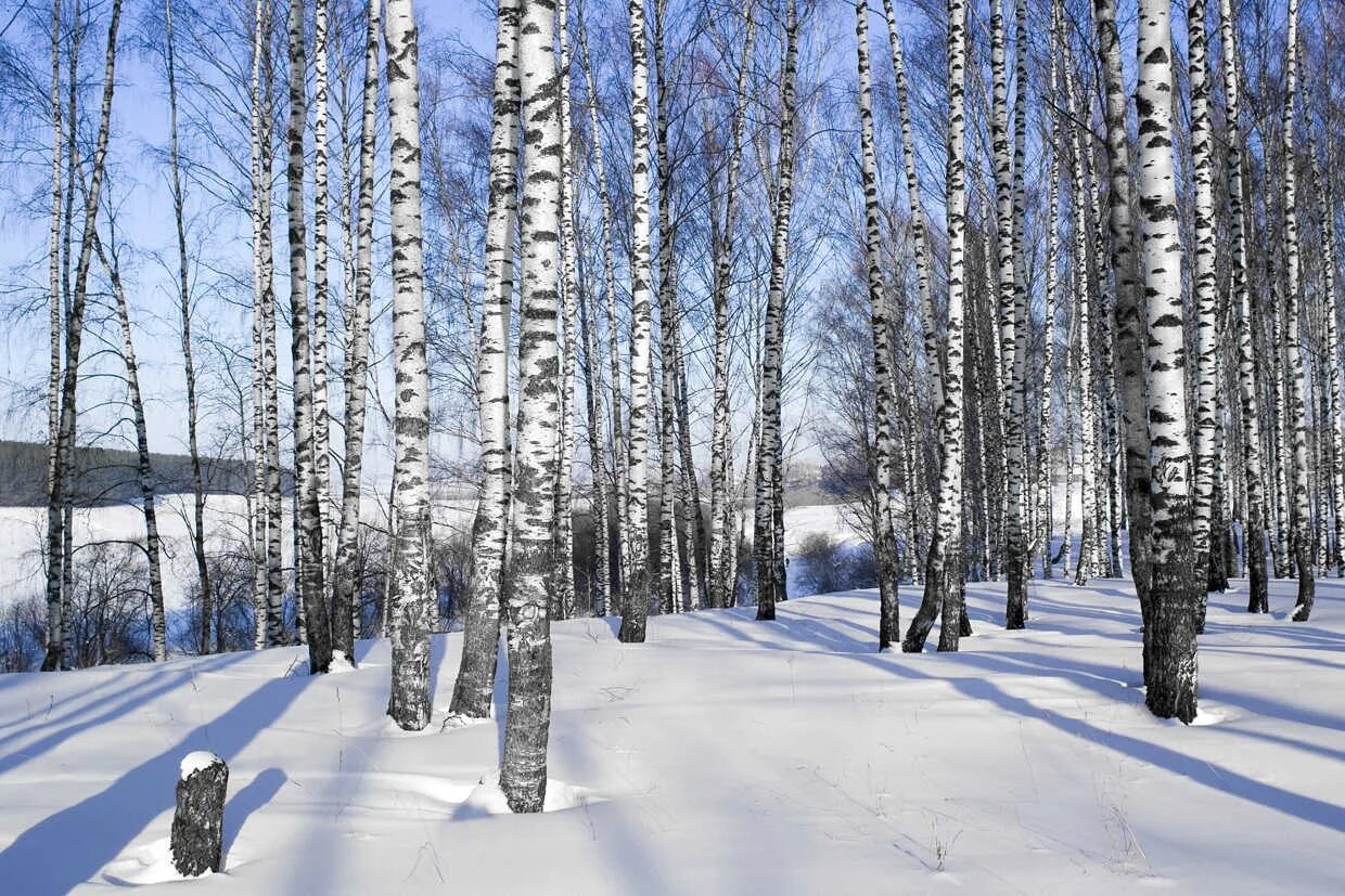 зимние пейзажи русских художников. русские березы зимой. береза зимой. художник станислав александрович брусилов зимний пейзаж. художник владимир королев березовая роща.
