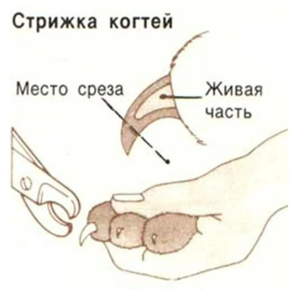 Можно стричь ногти кошки. Стричь ногти коту правильно. Как стричь ногти коту когтерезкой. Как подрезать когти кошке когтерезкой. Правильный срез когтя у кошки.