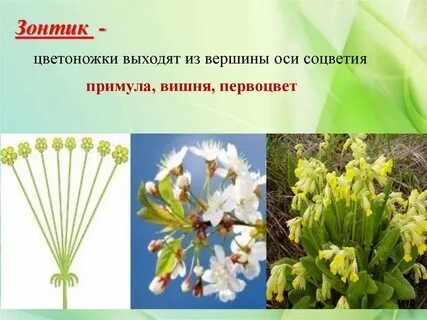 Цветки собранные в соцветие