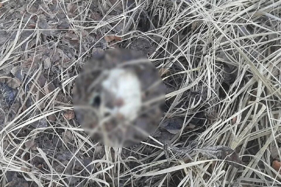 Найденное фото в новосибирске. Останки мужчины найденные в Мошковском районе Новосибирской. В Ростовской области нашли скелет в лесу.