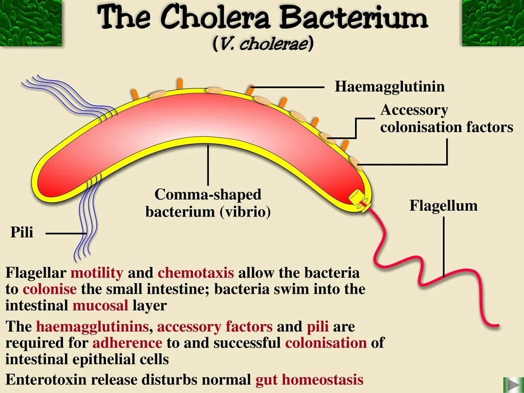 Факторы холеры. Холерный вибрион структура. Vibrio cholerae факторы патогенности. Vibrio cholerae препарат. Vibrio cholerae морфология.