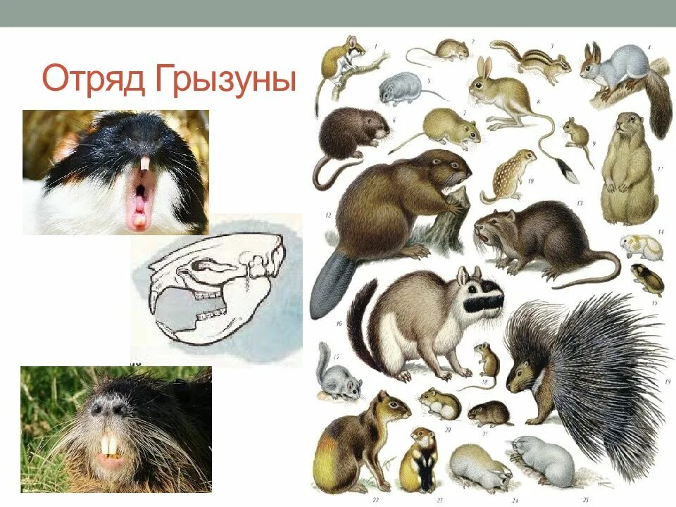 Грызуны отряд млекопитающих. Представители грызунов. отряд грызуны. отряд грызуны представители.