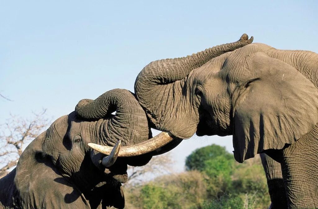 Слоны какой слон крупнее. Африканский слон. Африканский и индийский слон. Слоны фото. Слон в Африке.