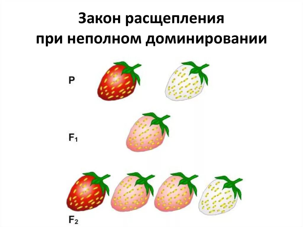 Неполное доминирование примеры. Закон расщепления при неполном доминировании. Наследование при неполном доминировании. Неполное доминирование клубника.