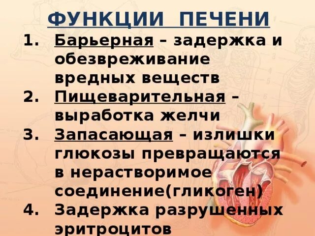 Функции печени 8. Функции печени. Функции функции печени. Функции печени 8 класс. Функции печени кратко.