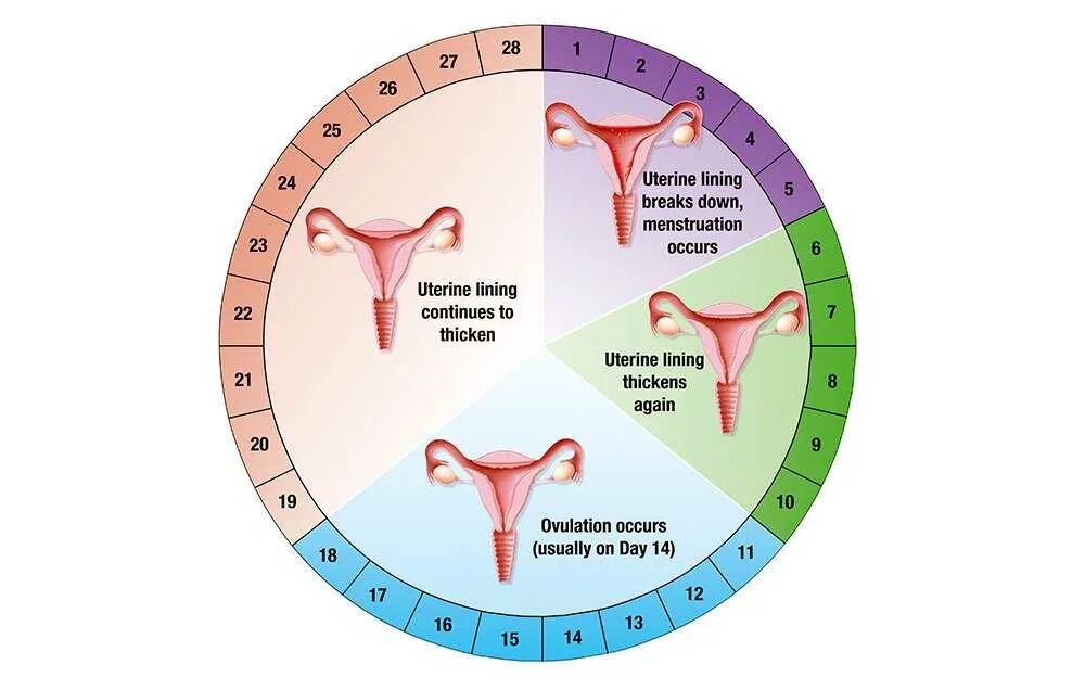 Через сколько половых актов можно забеременеть. Менструальный цикл. Женский цикл. Цикл менструационного цикла. Месячный цикл у женщин.