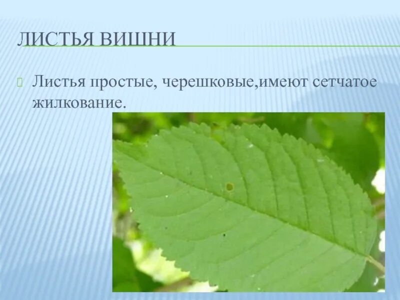 Вишня описание листа. Жилкование листа вишни. лист вишни. простые листья фото. форма листа вишни.