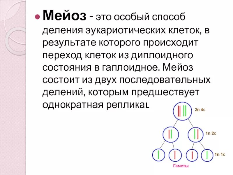 Мейоз состоит из двух последовательных. Мейоз. мейоз состоит из двух последовательных делений которым предшествует. мейоз это в биологии определение. дайте определение мейоза.
