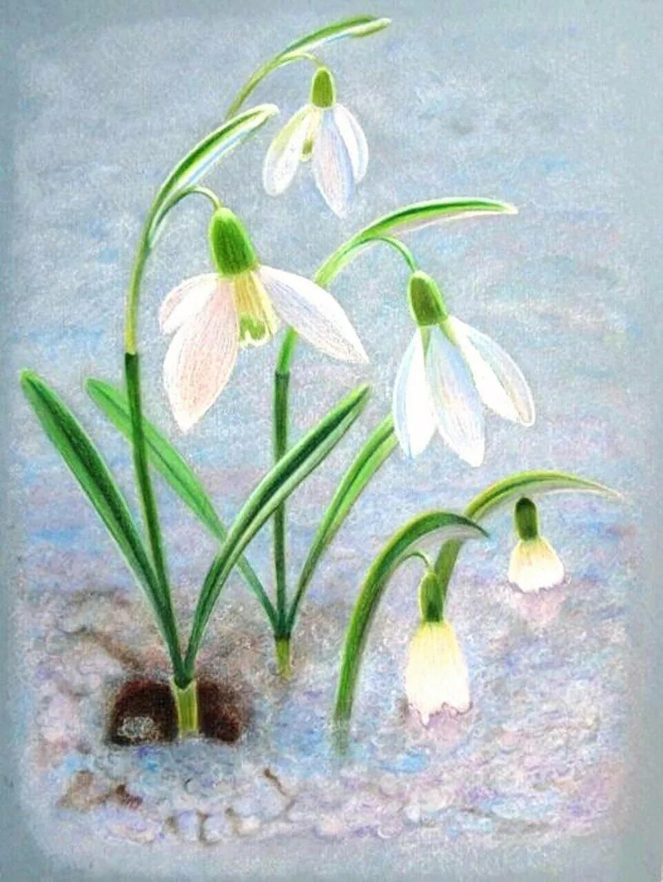 Galanthus ikariae. Первоцветы галантусы. Подснежник Сибирский ветреница. Подснежник Борткевича. Цветы весны картинки для детей