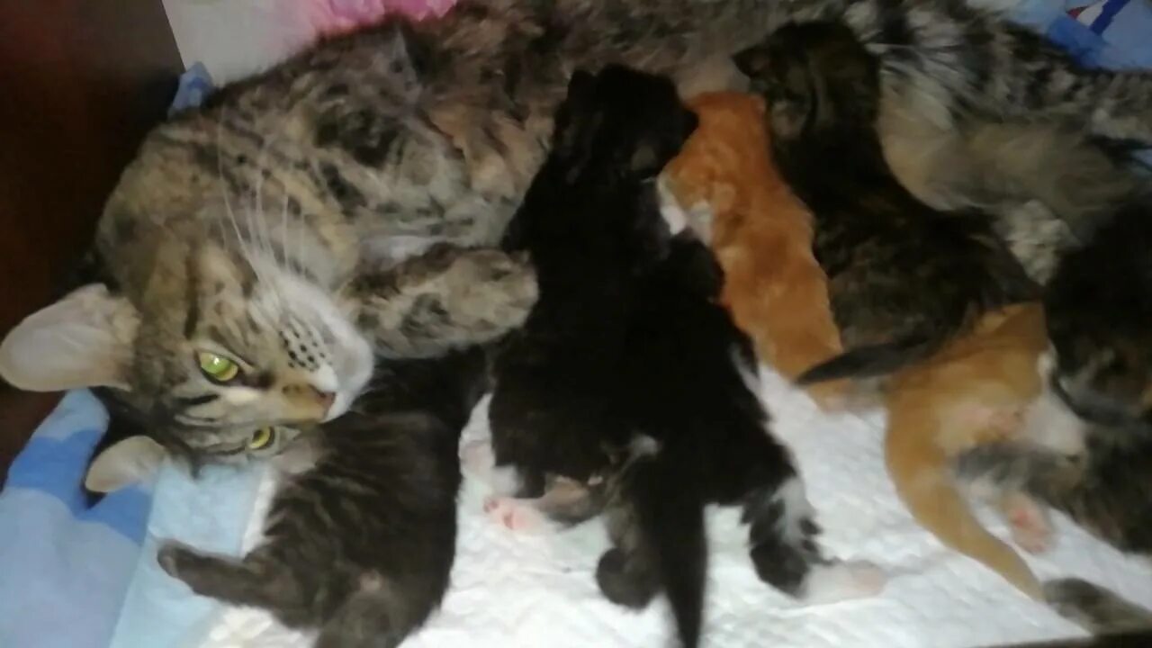 Сколько кошка кормит молоком. Мейкун с новоророжденгвми котятами. Кошка кормит молоком. Новорожденные котята Мейн куна. Мама кошка кормит котят молоком.