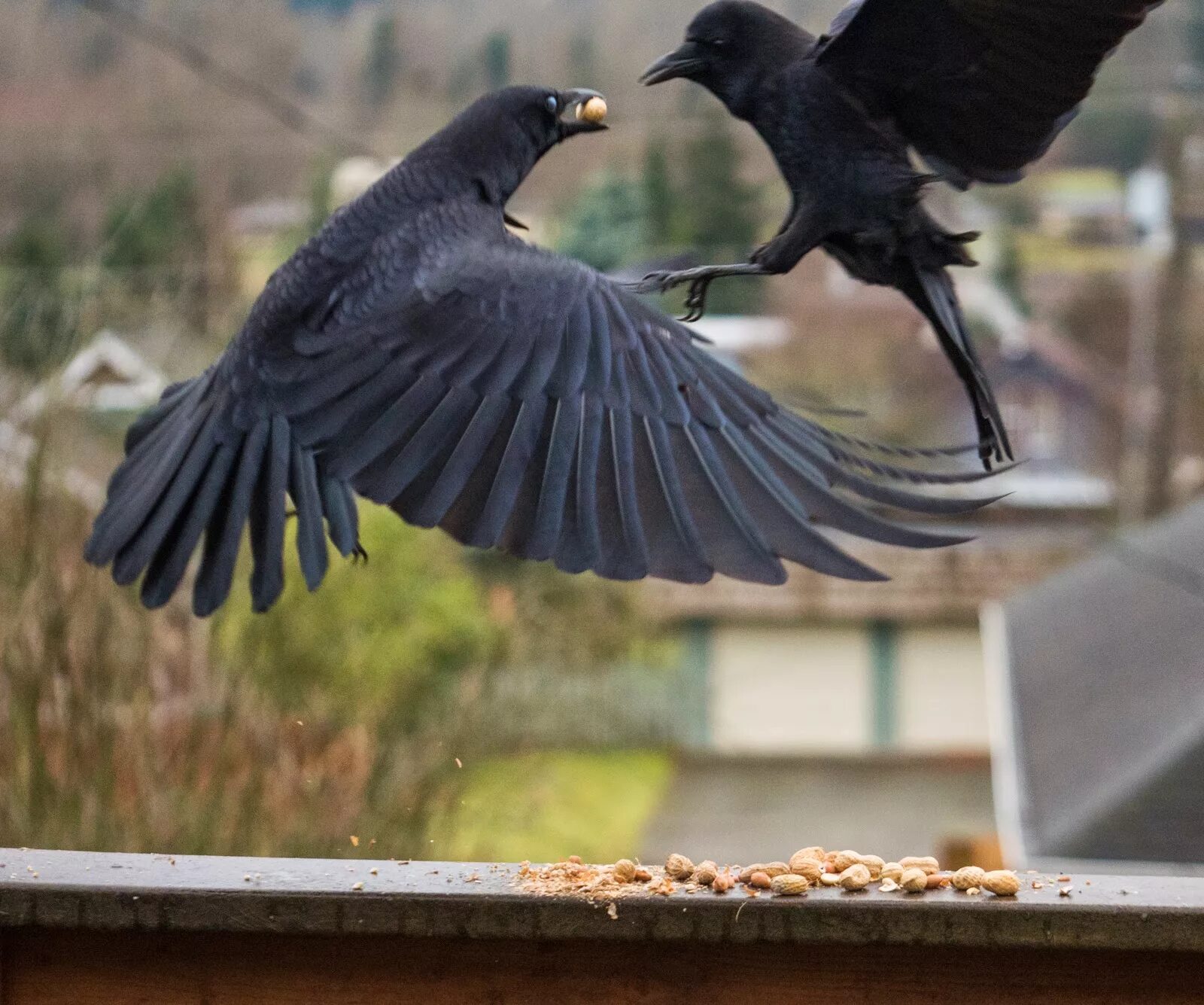 Crow не работает