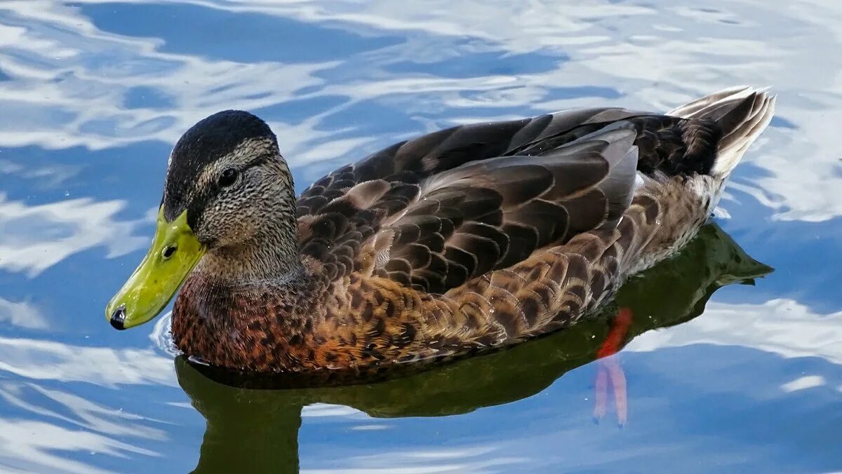 Окраска селезня. Утка краснодарская. Утка краснодарская. Парк с утками краснодар. Кряква в краснодарском крае.