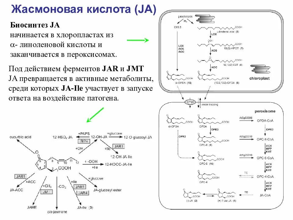 Жасминовая кислота у растений. Жасмоновая кислота формула. Биосинтез абсцизовой кислоты. Жасминовая кислота формула.