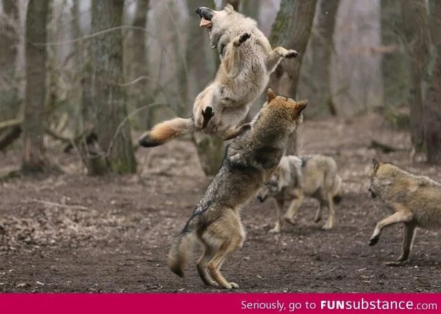 Волк танцует. Танцующий с волками. Танцующие волки. Волков танцы.
