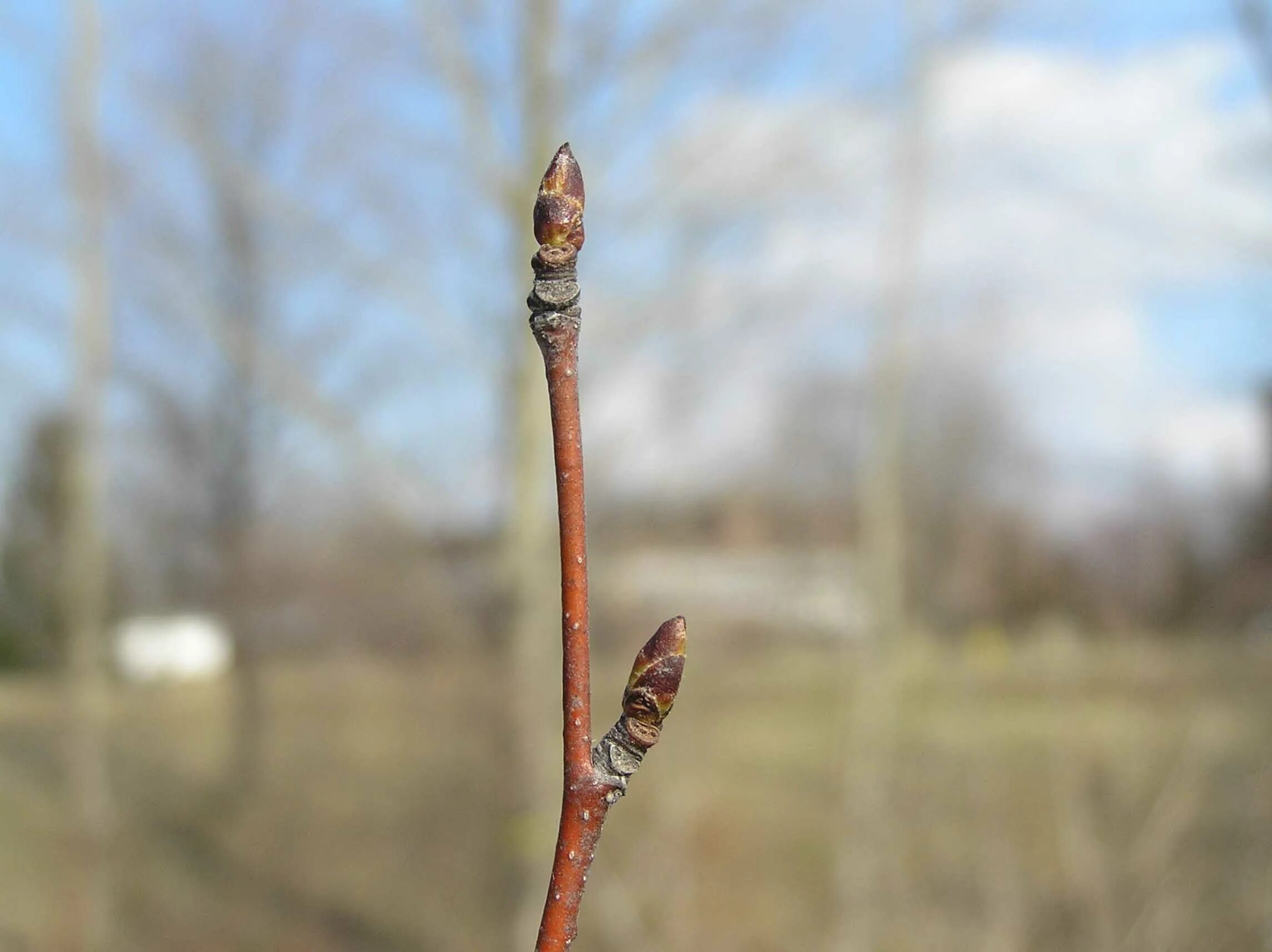 Березовые почки фото. Betula pendula почки. Бруньки ольхи. Береза бородавчатая почки. Березовые бруньки.