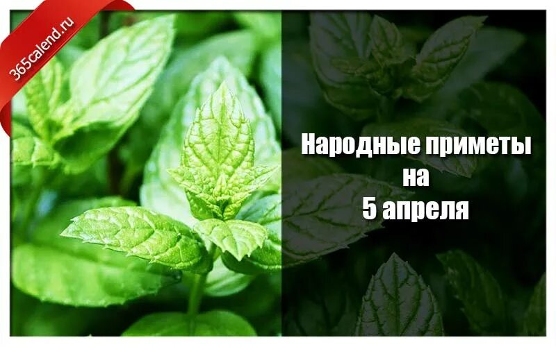 5 Апреля народные приметы. 5 Апреля народный календарь. Никонов день. Народные приметы на 5 апреля 2022 года. Народные приметы на 4 апреля 2024 года