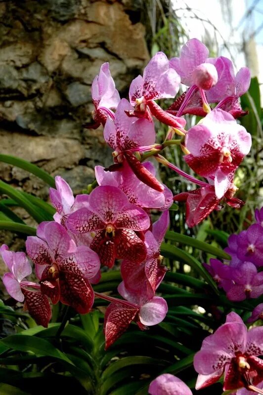 Фаленопсис Родина. Сельва Южной Америки орхидеи. Орхидея фаленопсис в дикой природе. Фаленопсис джунгли.
