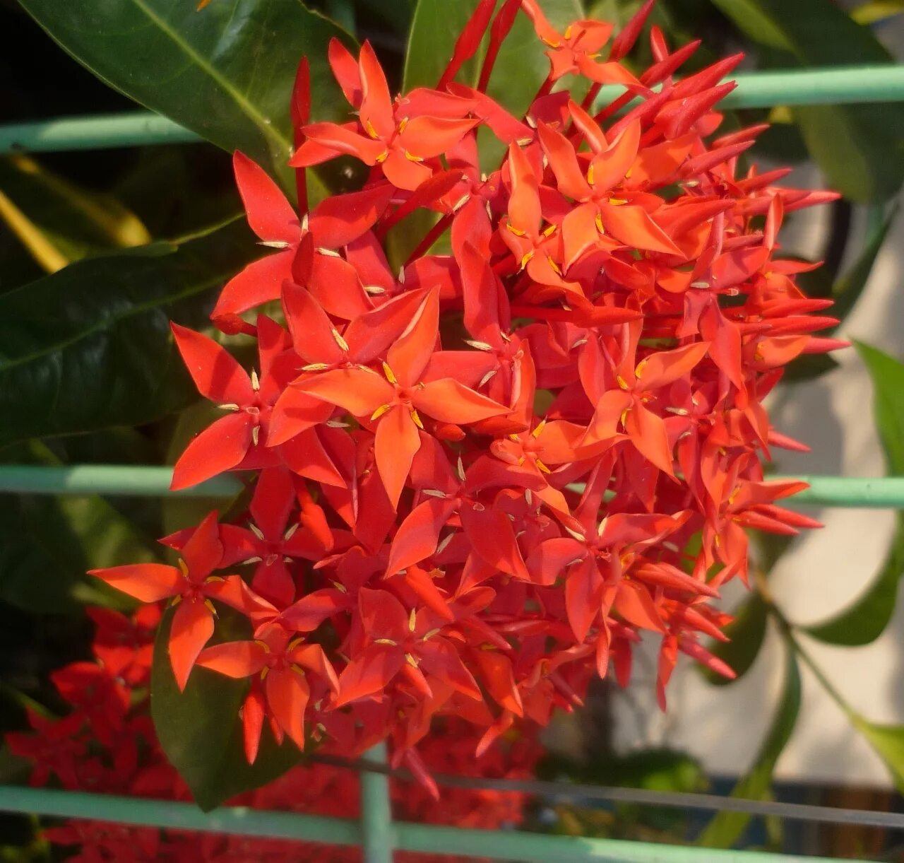 иксора валенсия. иксора цветок яванская. иксора цветок. иксора цветок комнатный. T21 bicolor mutation variegata.