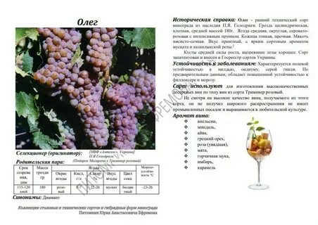 Технические сорта винограда для вина