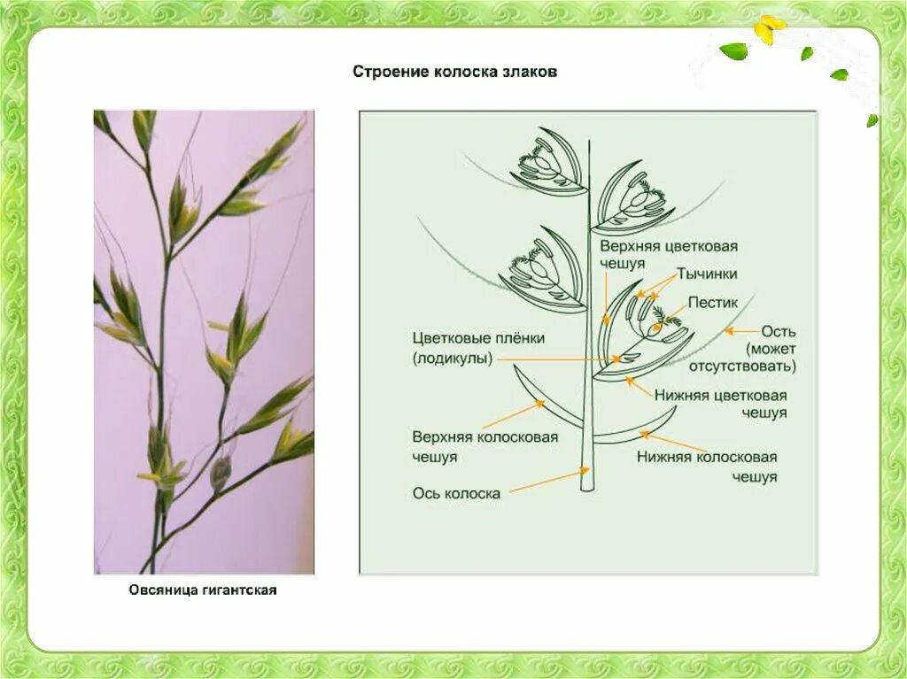 Органы злаковых. Строение колоска злака. Семейство злаковые строение цветка. Семейство злаки схема. Строение растений семейства злаковых.