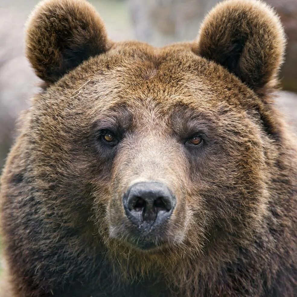 Уши медведя. Лицо медведя. Глаза медведя. Морда медведя. Бурый медведь голова
