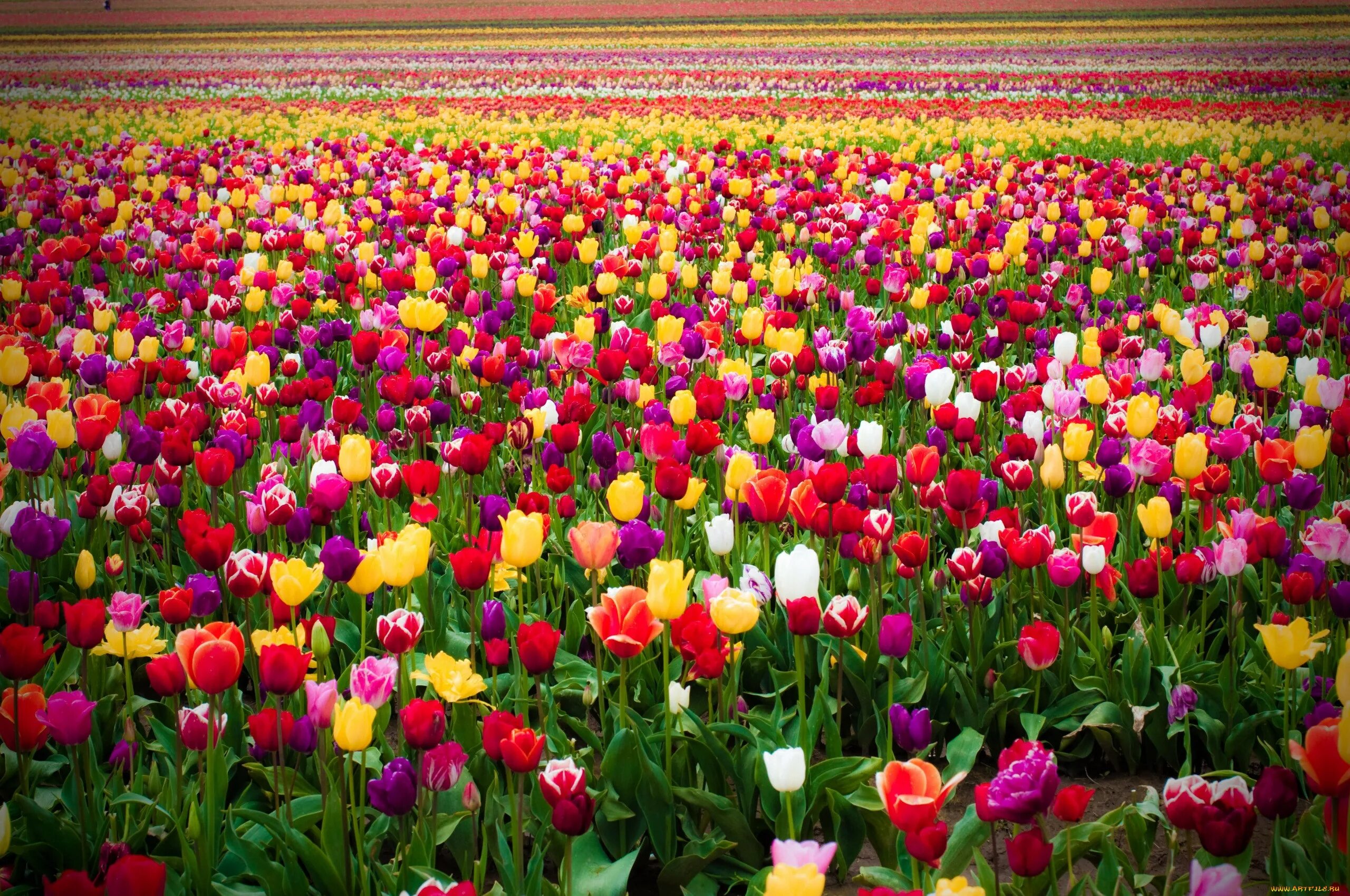 2 ряда тюльпанов. Тюльпановое поле в Нидерландах. Тюльпановое поле Кемерово. Тюльпаны на полу.