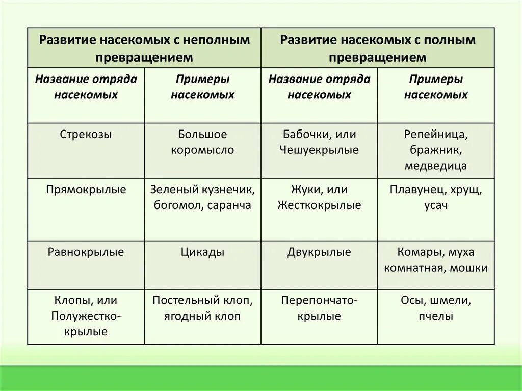 Типы развития животных 7 класс. Развитие насекомых. Типы развития насекомых. Типы развития насекомых 7 класс биология. Типы развития насекомых презентация.