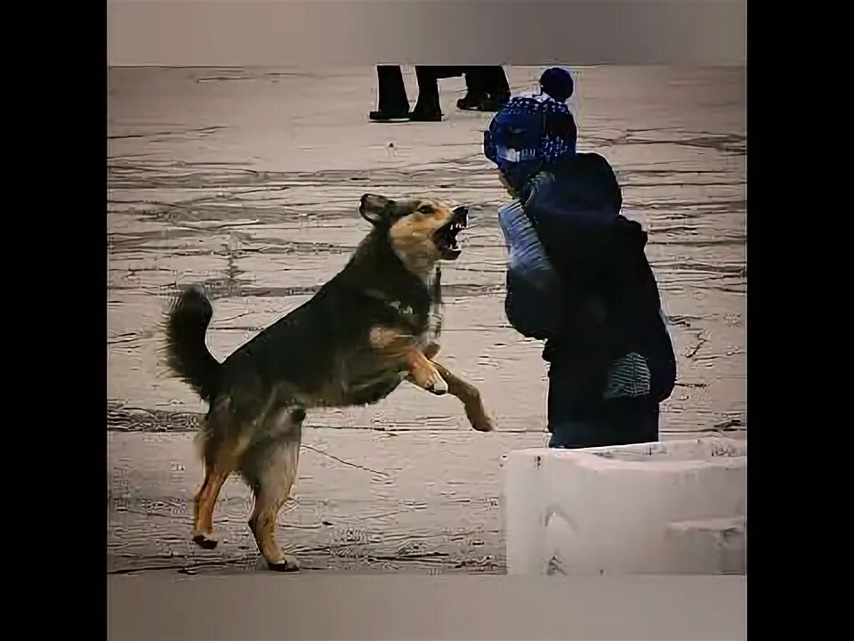 Статистика нападений собак