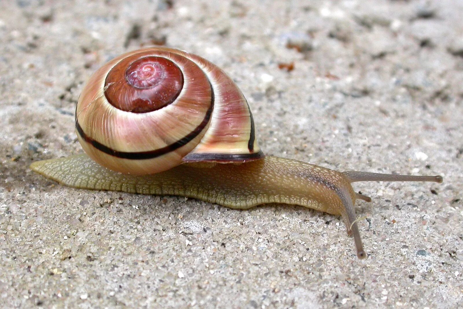 Австрийская цепея. Земляной улитки cepaea nemoralis. Улитка лесная цепея. Улитка цепея. Лесная улитка (cepaea nemoralis).