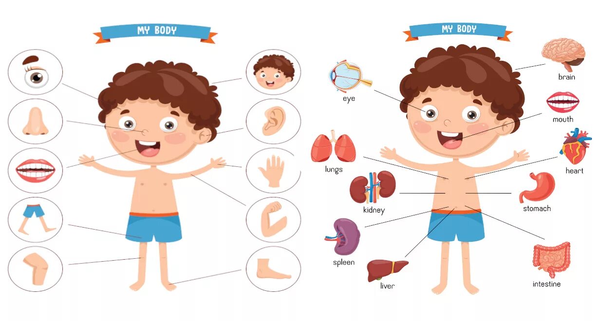 My best parts. Части тела человека. Части тела для детей. Человек части тела для дошкольников. Строение тела для детей.