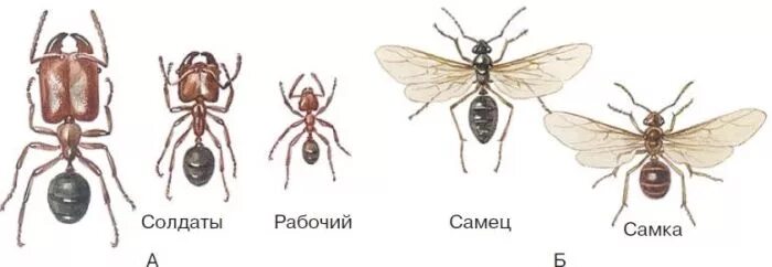 Муравьи касты. Матка самец рабочий муравей. Муравьи жнецы касты. Касты муравьев жнецов.