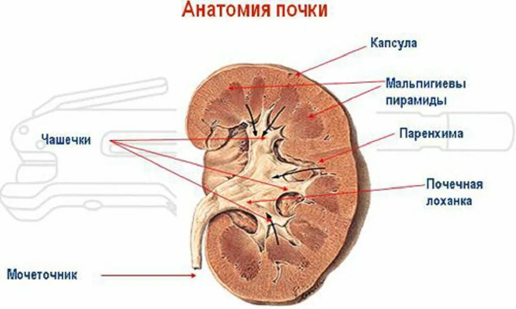 Паренхима почки что это. Почка анатомия почечные чашечки. Почечная чашечка почечная лоханка. Анатомия ЧЛС почек. Строение лоханки почки.