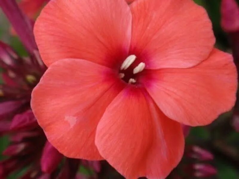 флокс санрайз