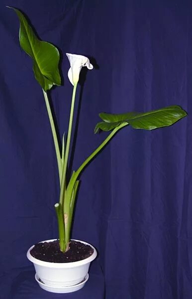 Драцена сандера бамбук счастья. Пальма молочай. Длинные стебли как называется. Голландские кустовые розы. Цветы длинные стебли.